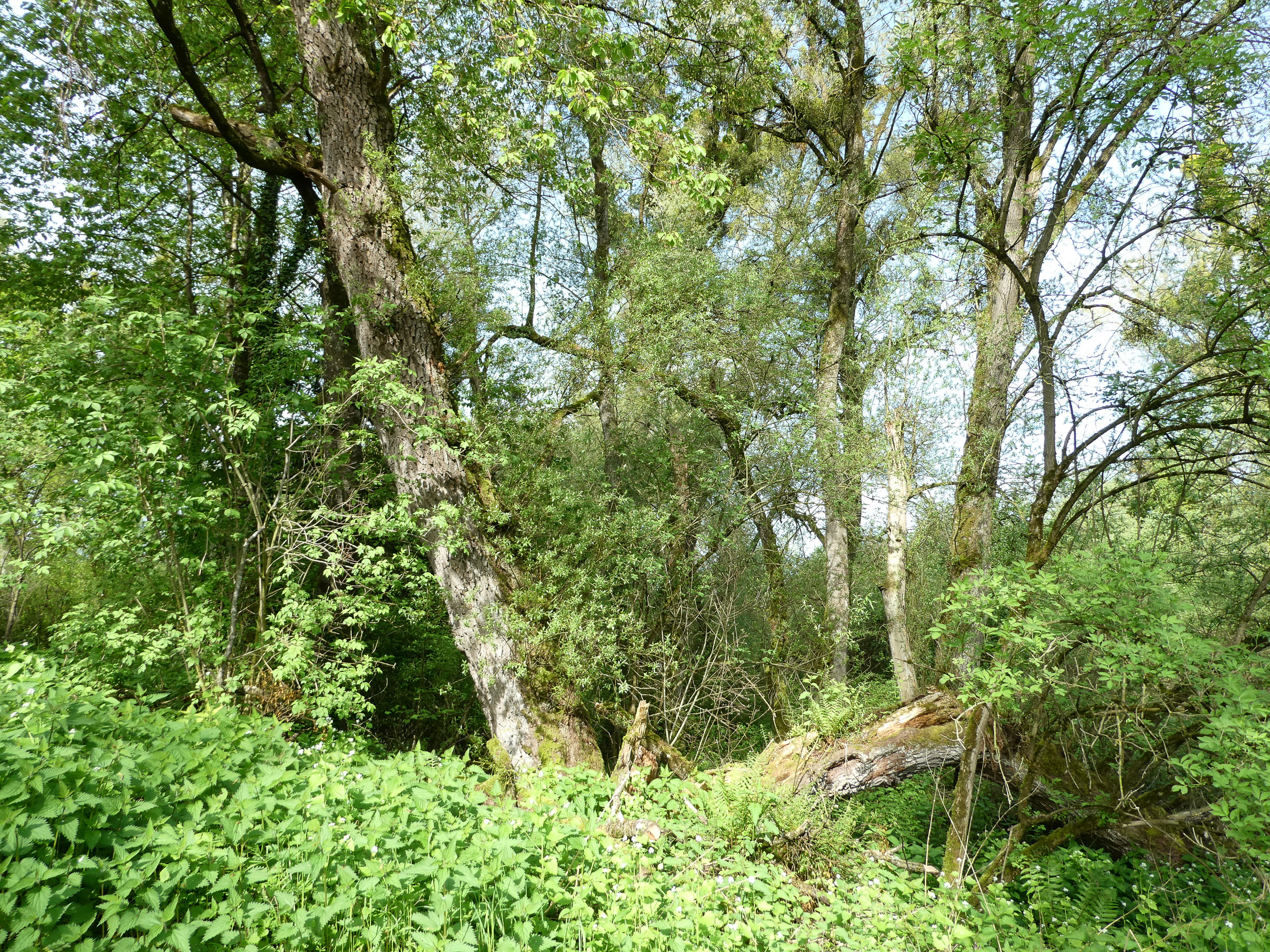 20230507095547 P1000239